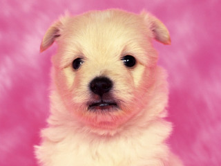 Small white dog sad pink - a black nose free wallpaper