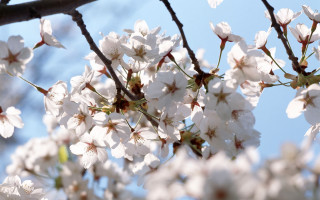 Tree branch white flowers sunlight - the sun light free wallpaper