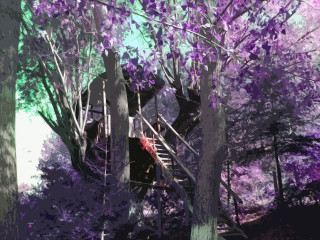 Man climbing ladder forest purple 2 - a stairway free wallpaper