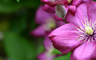 Pink flower green leaves blurry 11 - the background and a blurry background behind free wallpaper for desktop