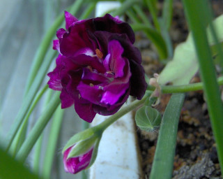 Purple flower green stems potted - dirt and grass free wallpaper