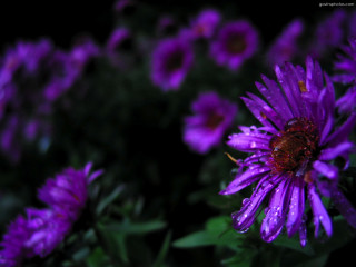Purple flowers water droplets bokeh 2 - a garden area free wallpaper