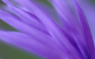 Purple flower closeup green background - focus free wallpaper