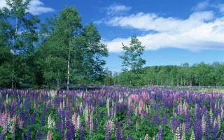 Purple flowers trees blue sky 4 - wispy free wallpaper