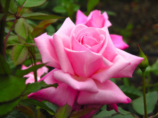 Pink rose blooming garden green 3 - green leaf and flowers free wallpaper