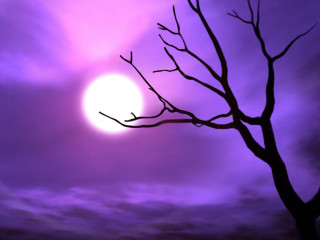 Tree leafless purple sky sun - betye saar free wallpaper