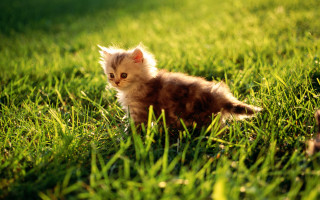 Small kitten grass looking camera - the camera lense free wallpaper