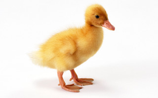 Small duckling white surface light - david young cameron free wallpaper