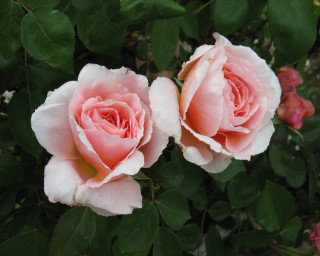 Pink roses garden blossoms leaves - two pink rose free wallpaper