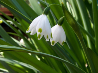 Close up flower green leaves 7 - the background and a blurry background behind free wallpaper for desktop