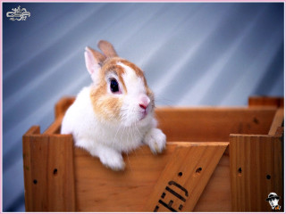 Small rabbit wooden crate blue - a small rabbit free wallpaper