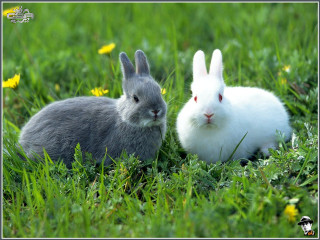 Rabbits grass camera sad face - two rabbit free wallpaper