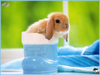 Rabbit blue boot table towel - inside free wallpaper for desktop