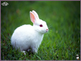 White rabbit grass camera pink - a white rabbit free wallpaper