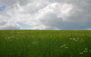 Field grass horse clouds sky - a sky full free wallpaper
