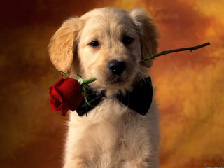 Puppy rose bowtie mouth cute - a rose free wallpaper