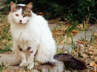 Cat serious rock grass day - serious free wallpaper