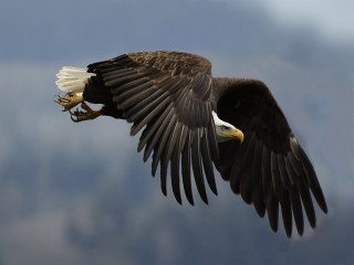 Bald eagle flying wings spread 5 - darrell riche free wallpaper