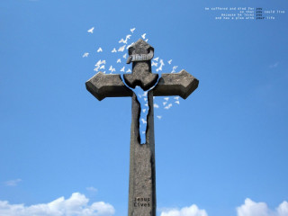 Cross bird flying sunny blue - a bird free wallpaper