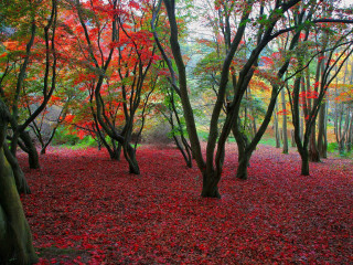 Forest red leaves trees ground - forest free wallpaper
