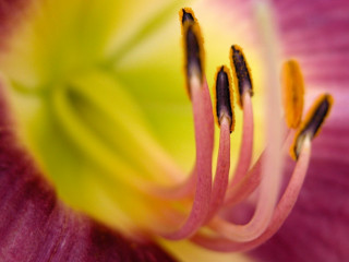 Pink flower yellow stamens macro 9 - anne rigney free wallpaper for desktop