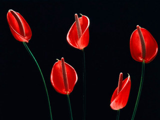 Three red flowers vase black 5 - three red flower free wallpaper