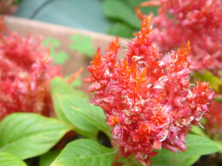 Close up flowers leaves brick - a close up of a bunch free wallpaper for desktop