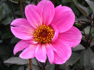 Pink flower yellow center green 12 - digital photography free wallpaper