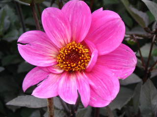 Pink flower yellow center green 13 - digital photography free wallpaper