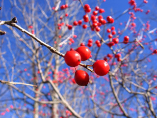 Tree red berries blue sky - red berry free wallpaper for desktop