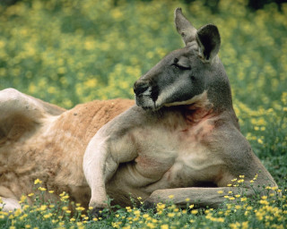 Kangaroo laying yellow flowers head 2 - glamor pose free wallpaper