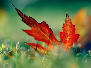 Red leaf grass sunlight autumn 3 - art green free wallpaper