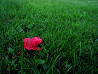Red leaf green grass rainy - rainy free wallpaper
