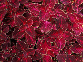 Red leaves closeup black background 2 - red leaf free wallpaper for desktop