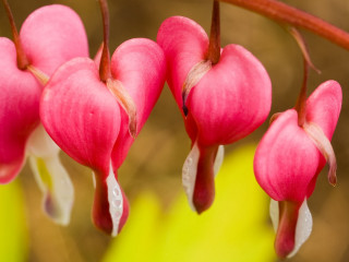 Flower closeup yellow heart macro - a yellow flower free wallpaper