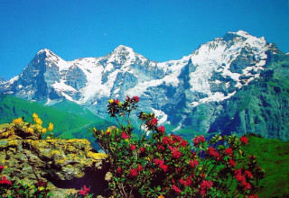 Mountain range flowers foreground blue - a mountain range free wallpaper