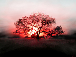 Tree field sunset fog air 3 - the air above free wallpaper for desktop