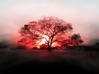 Tree field sunset fog air 5 - a tree in a field free wallpaper