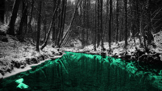 Stream forest snow trees nature - the ground and trees free wallpaper