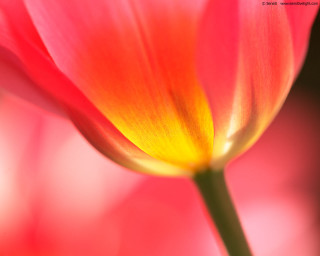 Pink flower yellow center green 22 - corneille free wallpaper