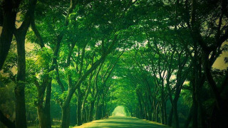 Road trees green field scenery - bikash bhattacharjee free wallpaper