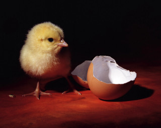 Small chicken egg shell red 2 - a red surface free wallpaper