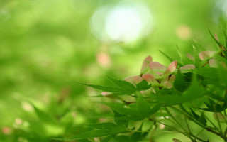 Plant leaves flowers macro bokeh - stem and a blurry background free wallpaper