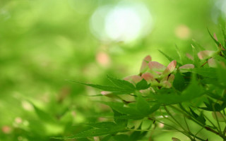 Closeup plant flowers leaves bokeh - andrew law free wallpaper