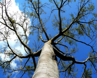 Tall tree no leaves blue 2 - branch free wallpaper for desktop
