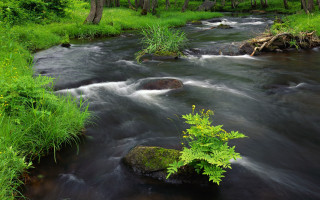 River lush forest trees rocks 2 - a few green plant free wallpaper