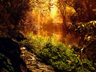 Autumn forest path river sunset - nature free wallpaper
