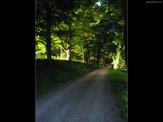 Bear road forest night sky - a bear free wallpaper