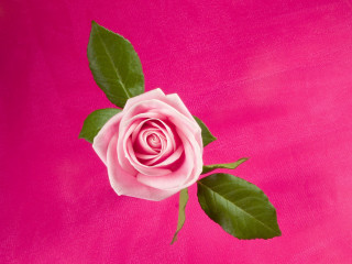 Pink rose green leaves background - claire dalby free wallpaper