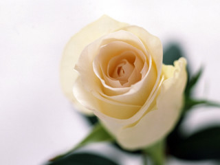 White rose green leaves shadow - the stem free wallpaper